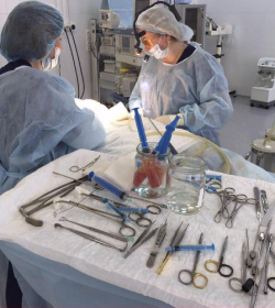 Пластический хирург Екатерина Вакорина