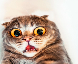 В Китае коту сделали пластику век