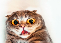 В Китае коту сделали пластику век