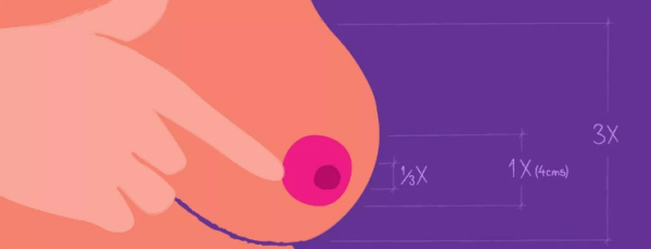 Каков средний размер ареолы?