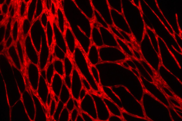 Сосудистая система в биопечатной коже