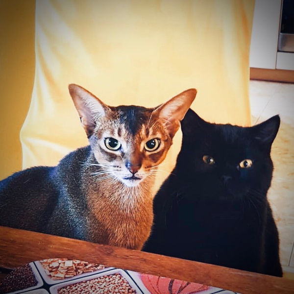 Любимые коты доктора Екимова