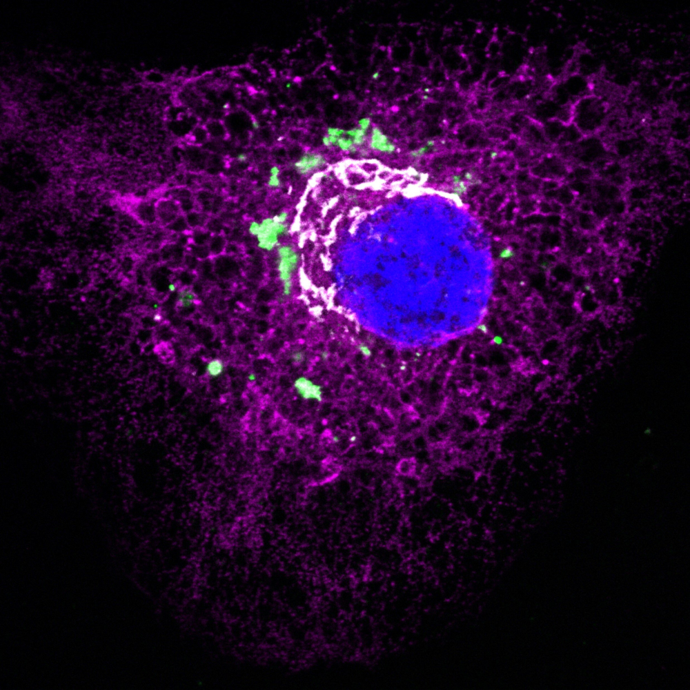 Экспериментальный способ лечения рубцов